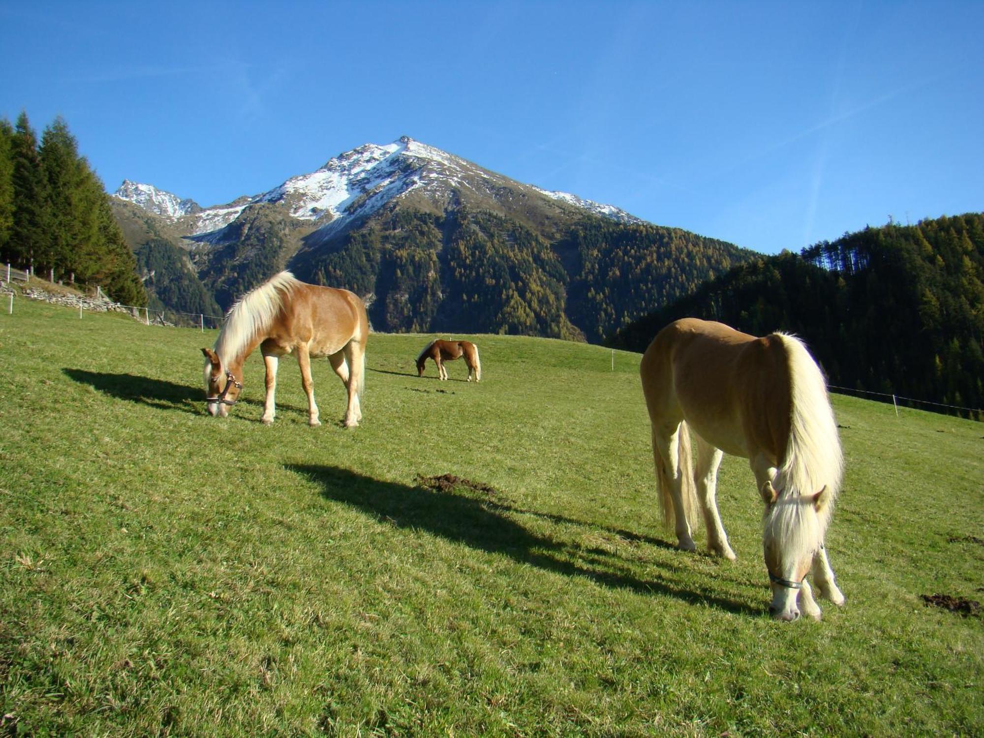 Appartamento Bio & Reiterhof Der Veitenhof Umhausen Esterno foto